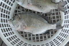 Acanthopagrus pacificus