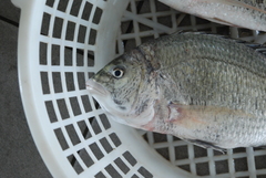 Acanthopagrus pacificus