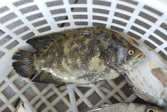 Lobotes surinamensis