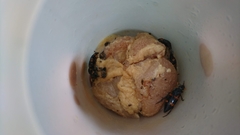 Nicrophorus nepalensis
