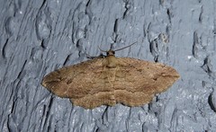 Austrocidaria gobiata