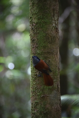 Terpsiphone bourbonnensis