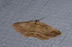 Austrocidaria gobiata