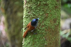 Terpsiphone bourbonnensis