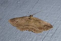 Austrocidaria gobiata