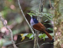 Terpsiphone bourbonnensis