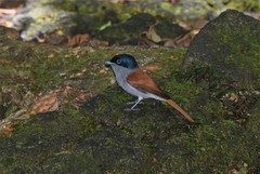 Terpsiphone bourbonnensis