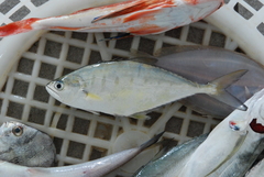Scomberoides commersonnianus