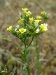 Linum strictum