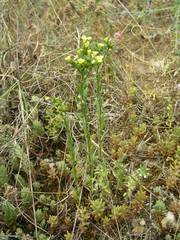 Linum strictum