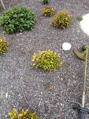 Epilobium microphyllum