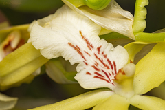 Miltonia flavescens