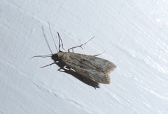 Eudonia leptalaea