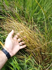 Carex flagellifera