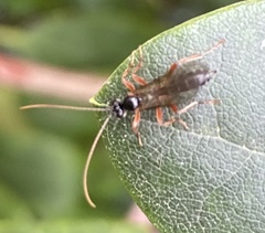 Tryphoninae