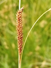 Carex flagellifera