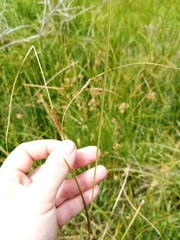 Carex flagellifera