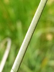 Carex flagellifera