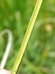 Carex flagellifera