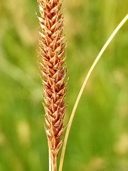 Carex flagellifera