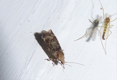 Anisoplaca acrodactyla