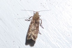 Anisoplaca acrodactyla