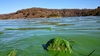 Cyanobacteria - Photo (c) Joey Santore, some rights reserved (CC BY-NC), uploaded by Joey Santore