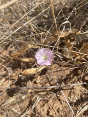 Convolvulus remotus