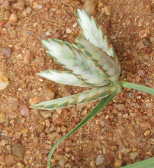 Cyperus margaritaceus image
