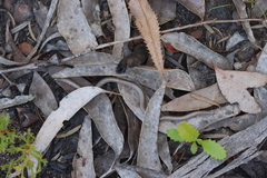 Aprasia striolata