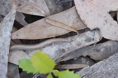Aprasia striolata