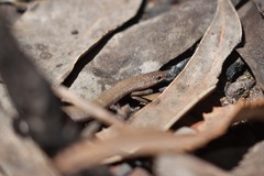 Aprasia striolata