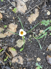 Crocus hyemalis