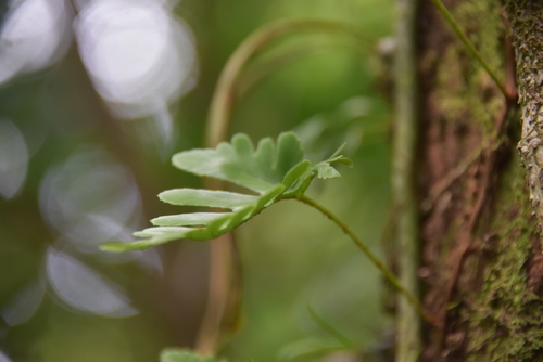 Davalliaceae image