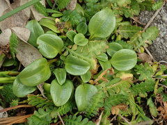 Gentianella stevenii