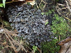 Pseudocyphellaria cinnamomea