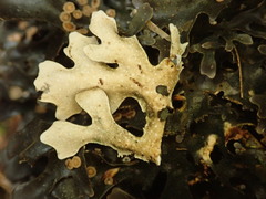 Pseudocyphellaria cinnamomea