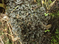 Pseudocyphellaria cinnamomea