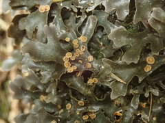 Pseudocyphellaria cinnamomea