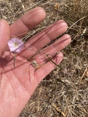 Convolvulus remotus