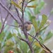 Kangaroo Island Southern Emuwren - Photo (c) Darcy Whittaker, some rights reserved (CC BY-NC), uploaded by Darcy Whittaker