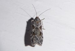 Scoparia halopis