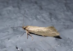 Tingena chloradelpha