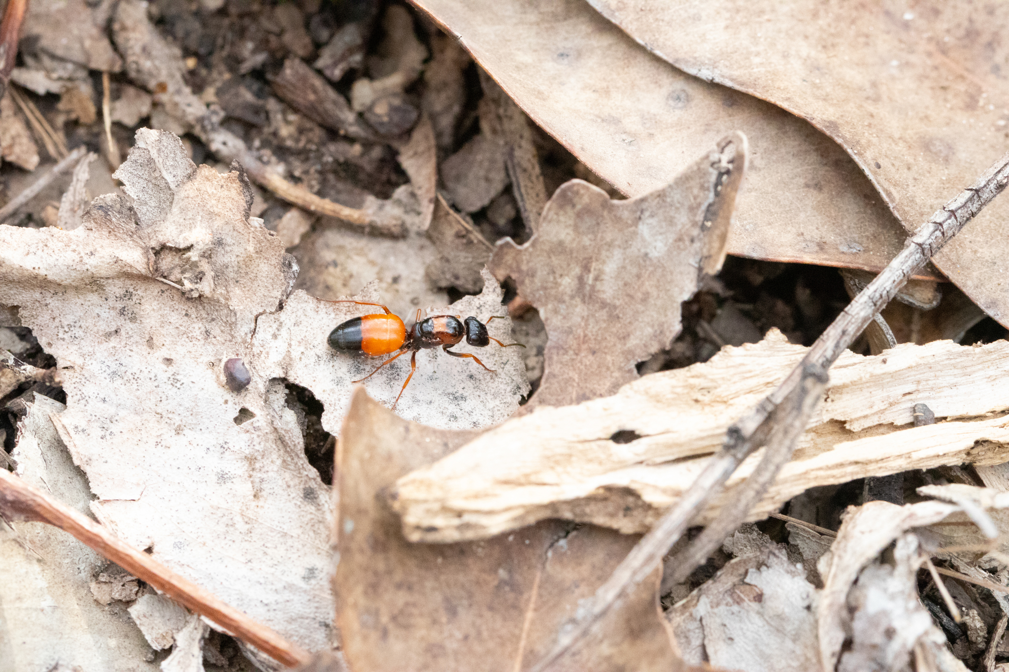 Opisthopsis