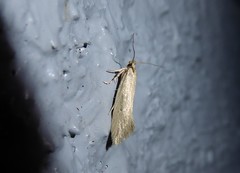 Tingena chloradelpha