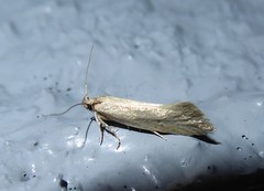 Tingena chloradelpha