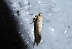 Tingena chloradelpha