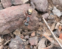 Myrmecia chrysogaster