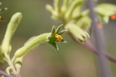 Anigozanthos flavidus