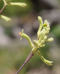Anigozanthos flavidus